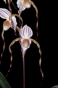 Paphiopedilum Bobby Orr SVO Pearl AM/AOS 82 pts. Flower